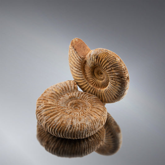 May 2025 - Ammonites
