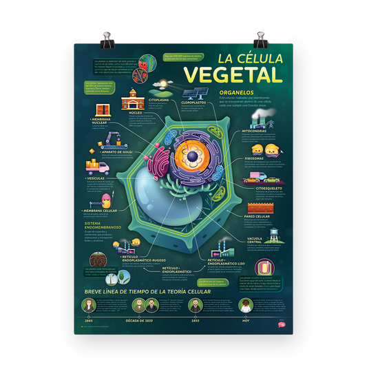 Crash Course - La Célula Vegetal Póster