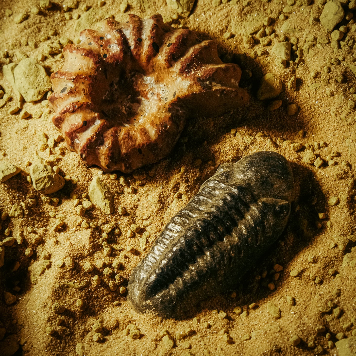 Trilobite Refrigerator Magnet