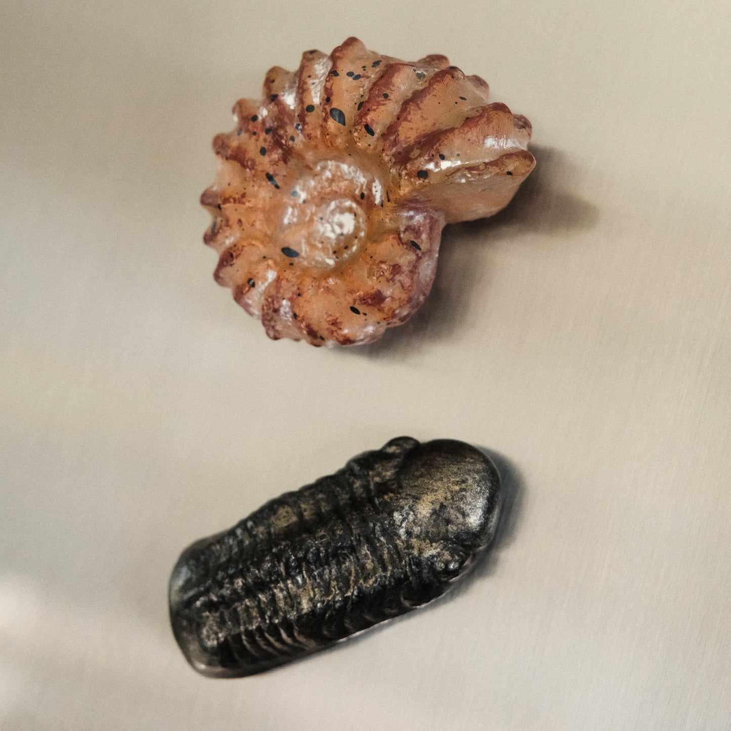 Trilobite Refrigerator Magnet