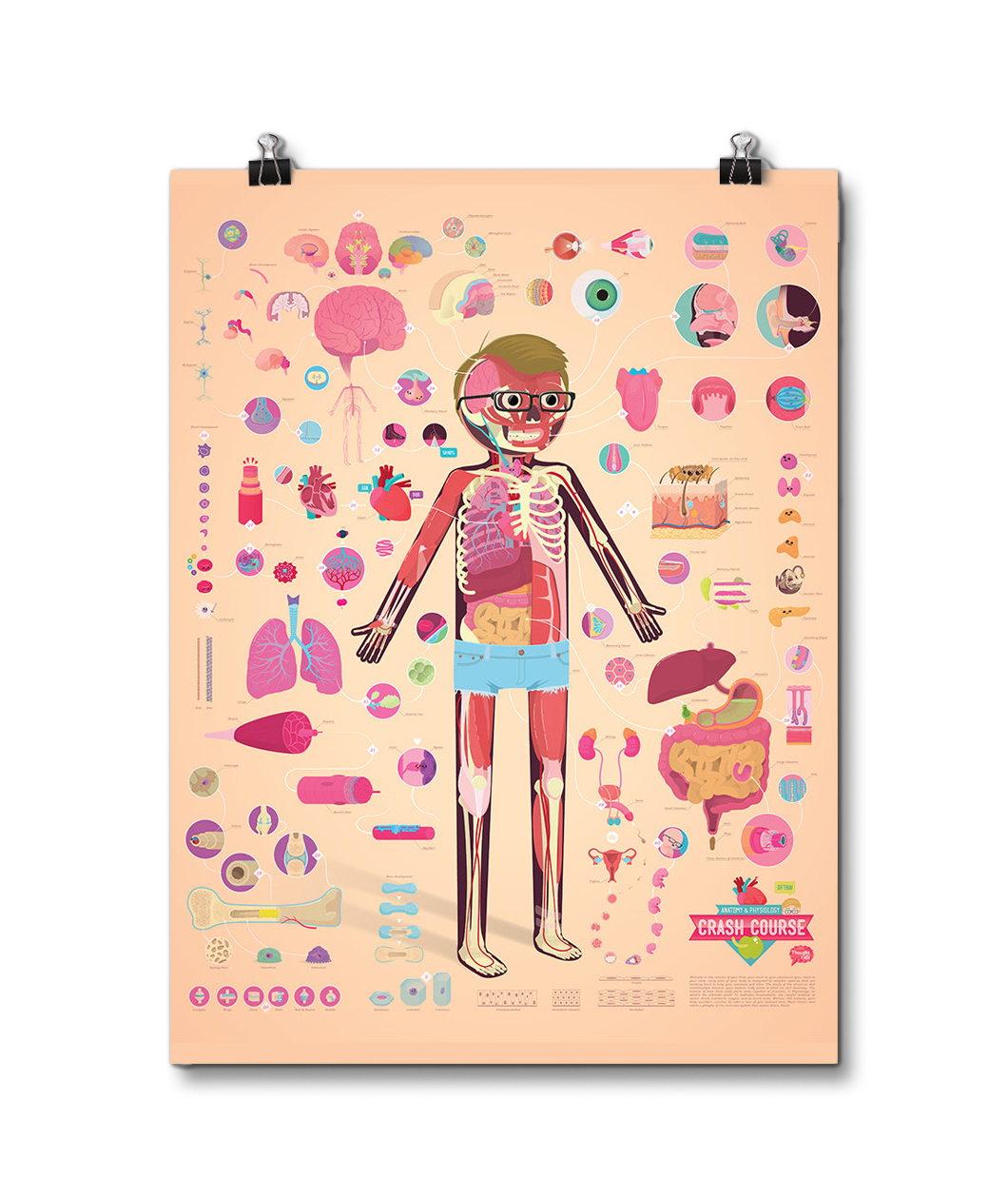 Crash Course Anatomy and Physiology Poster