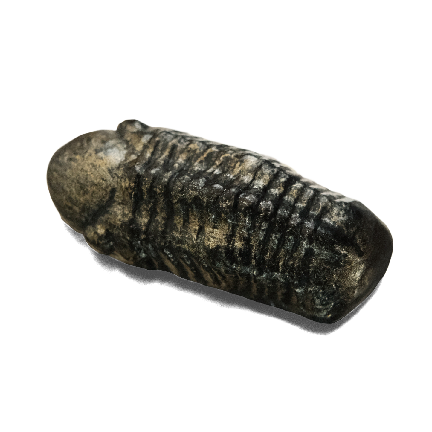 Trilobite Refrigerator Magnet