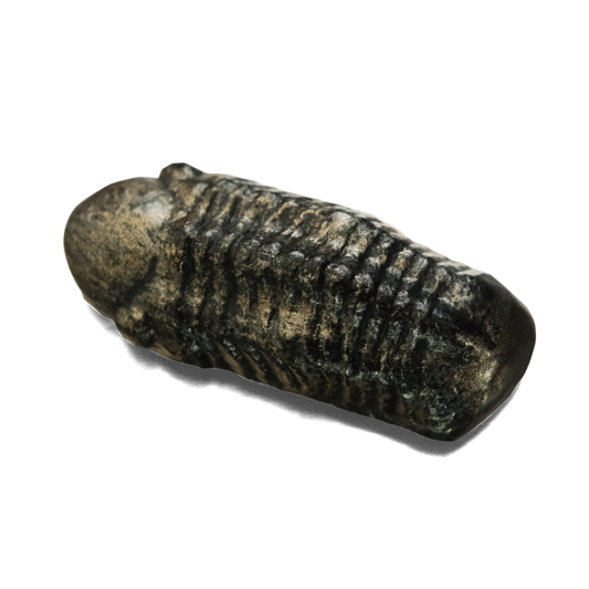 Trilobite Refrigerator Magnet