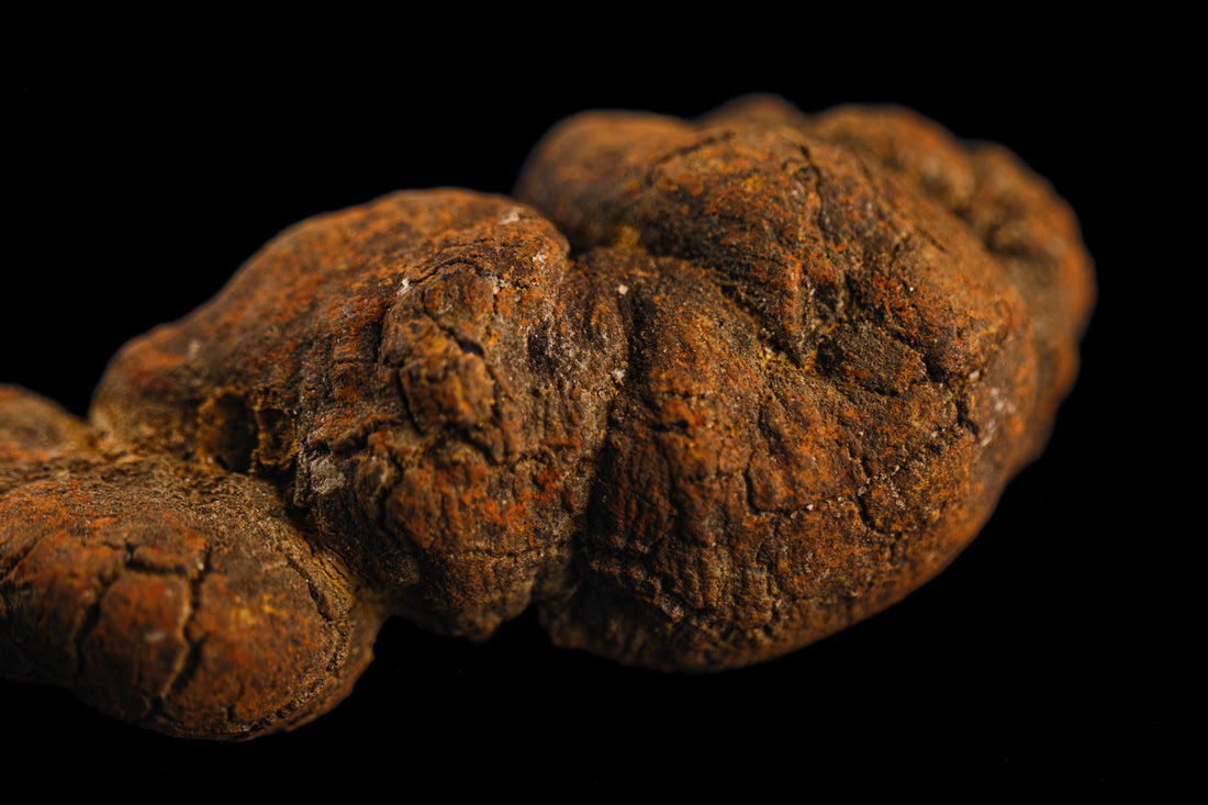 April 2026 - Coprolite