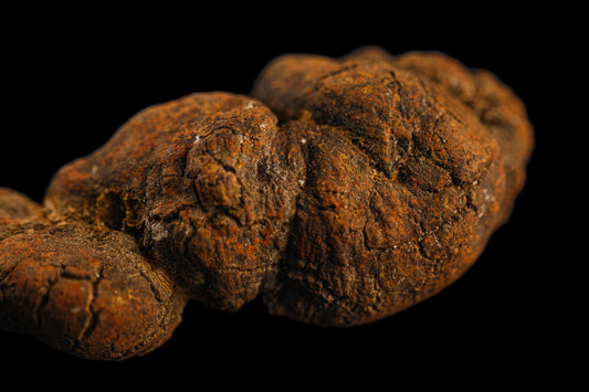 April 2026 - Coprolite