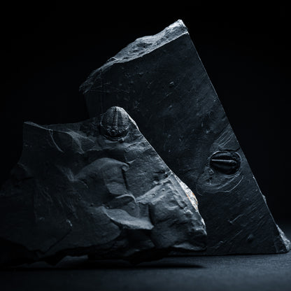 SciShow Rocks Box: Trilobite Rock