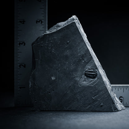 SciShow Rocks Box: Trilobite Rock