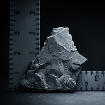 SciShow Rocks Box: Trilobite Rock