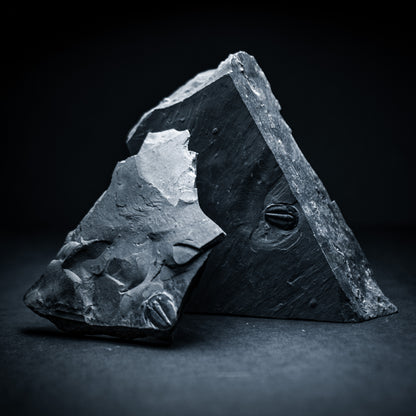 SciShow Rocks Box: Trilobite Rock