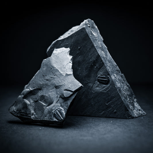 SciShow Rocks Box: Trilobite Rock