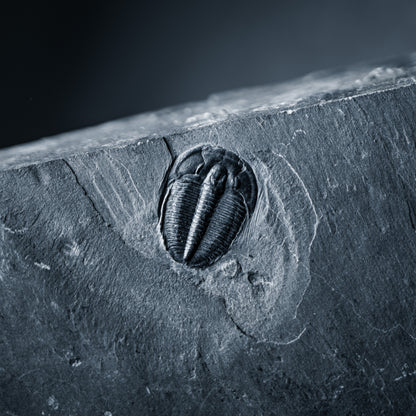 SciShow Rocks Box: Trilobite Rock