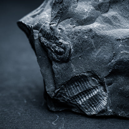 SciShow Rocks Box: Trilobite Rock