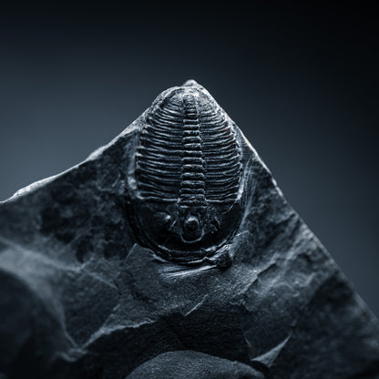 SciShow Rocks Box: Trilobite Rock