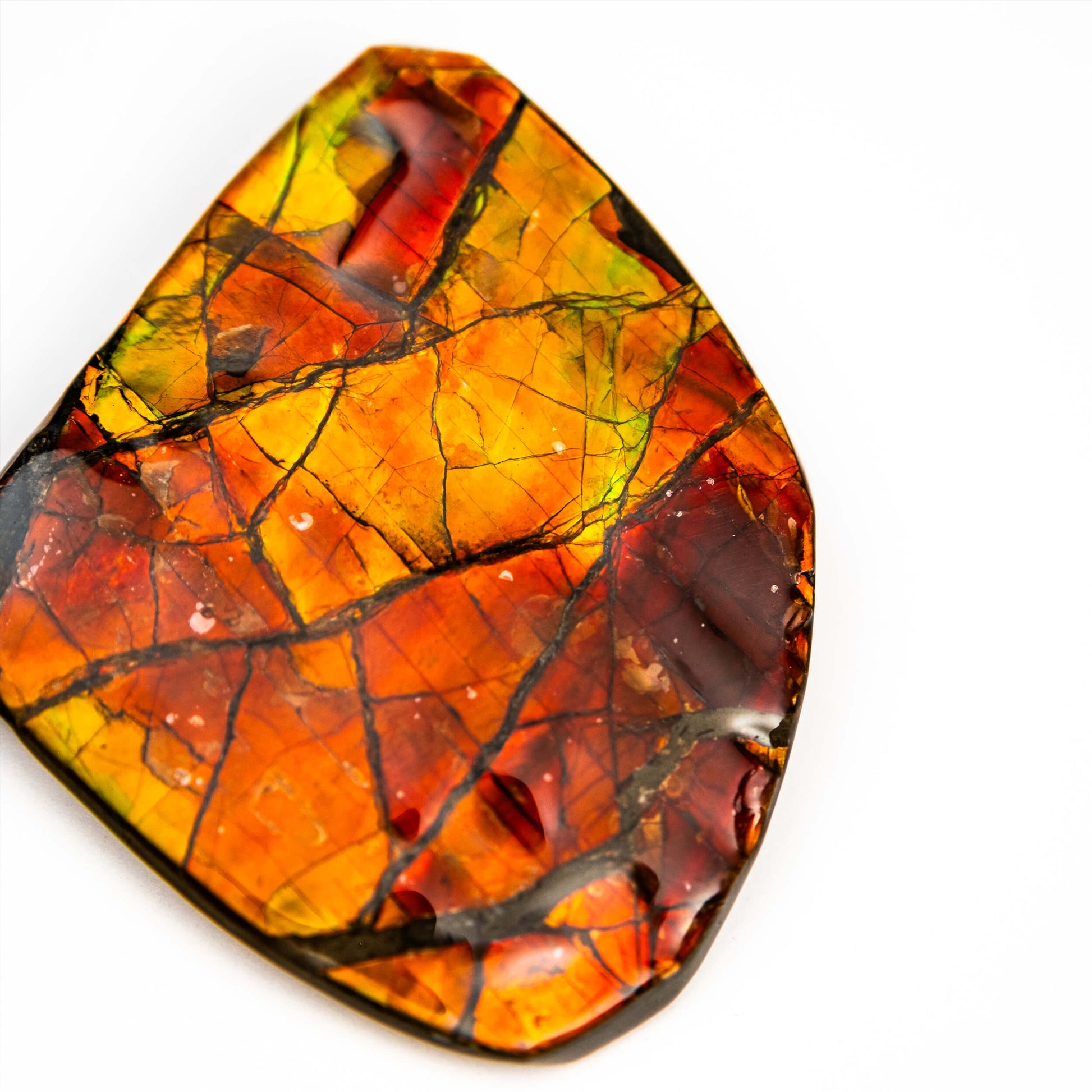 Polished Ammolite | SciShow Rocks Box Premium