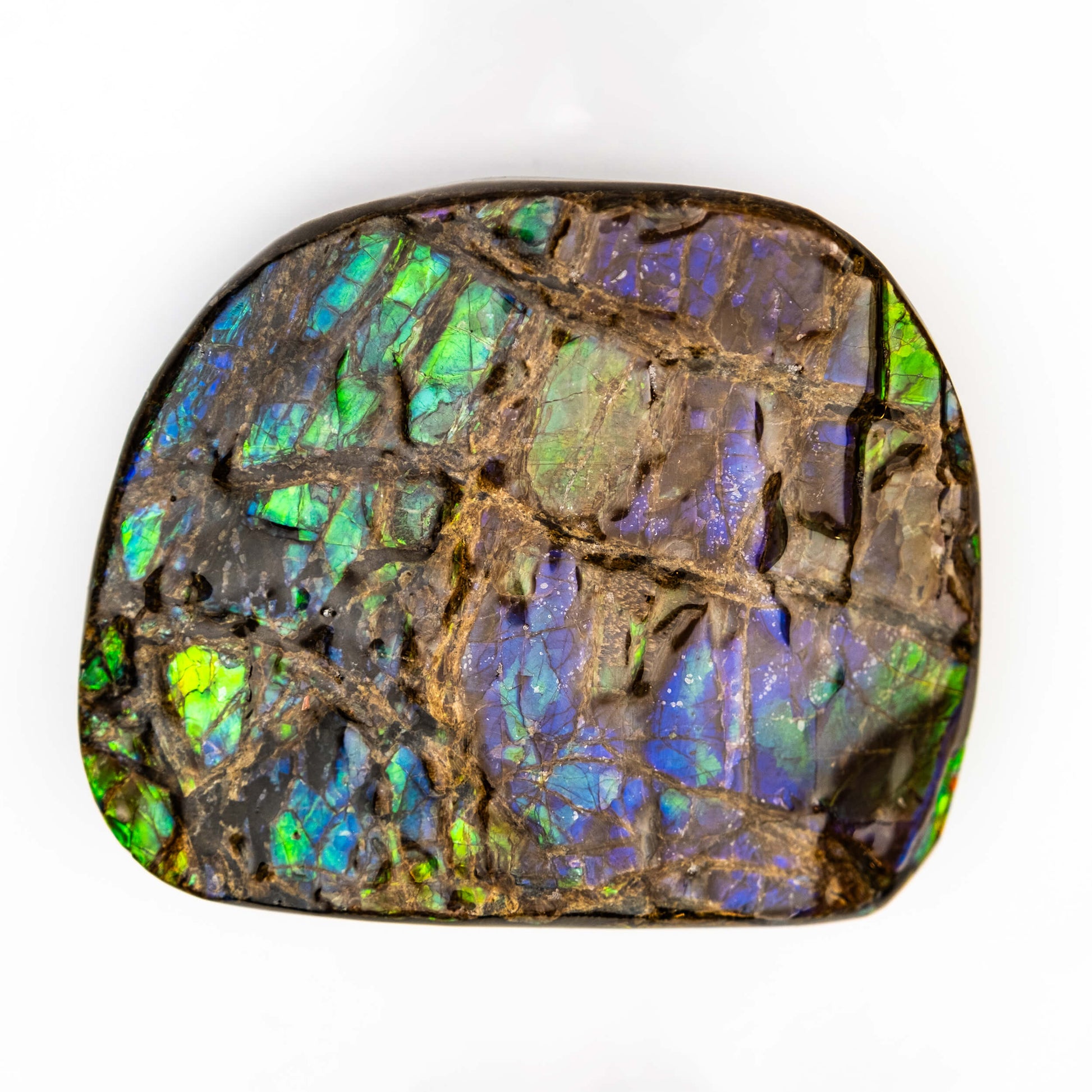 Polished Ammolite | SciShow Rocks Box Premium