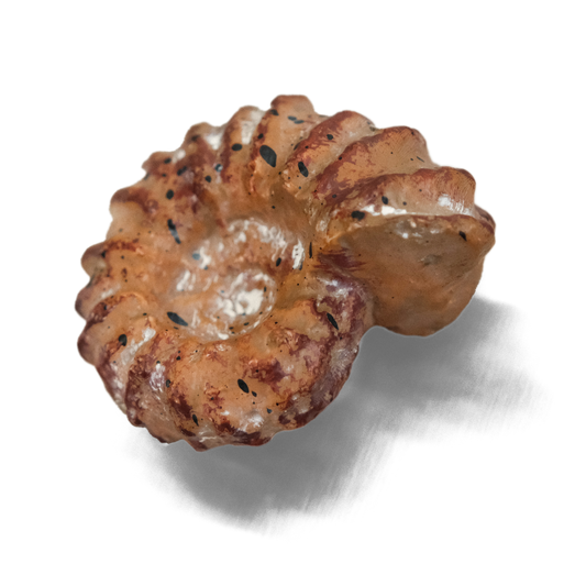 Ammonite Fossil Refrigerator Magnet