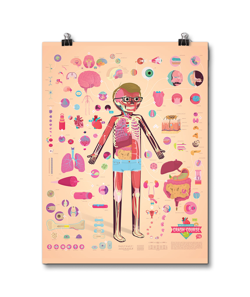 CrashCourse Anatomy and Physiology Poster
